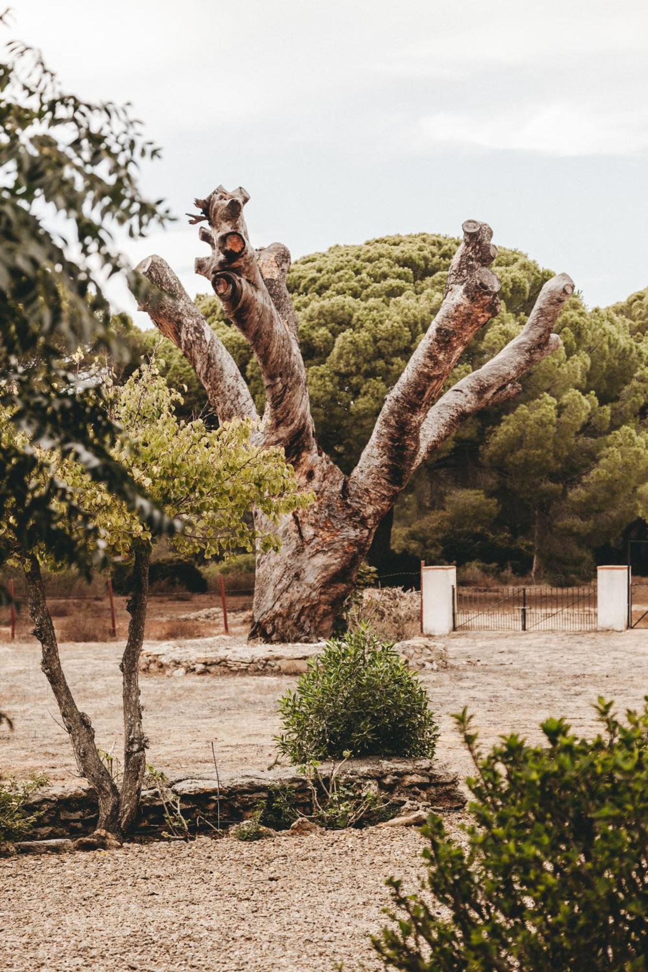 Casa Rural Con Piscina Cerca Cadiz Y Playas Cádiz Buitenkant foto