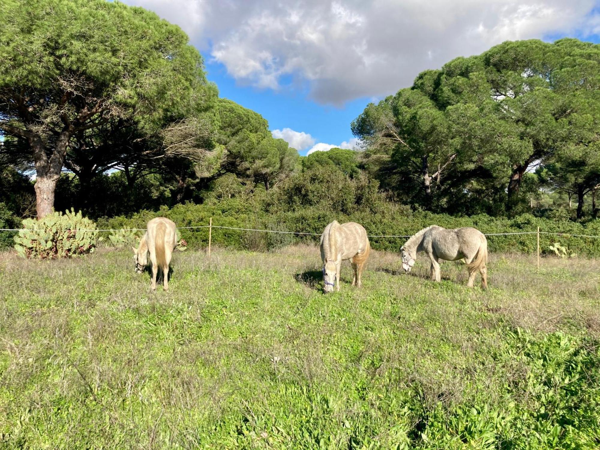 Casa Rural Con Piscina Cerca Cadiz Y Playas Cádiz Buitenkant foto